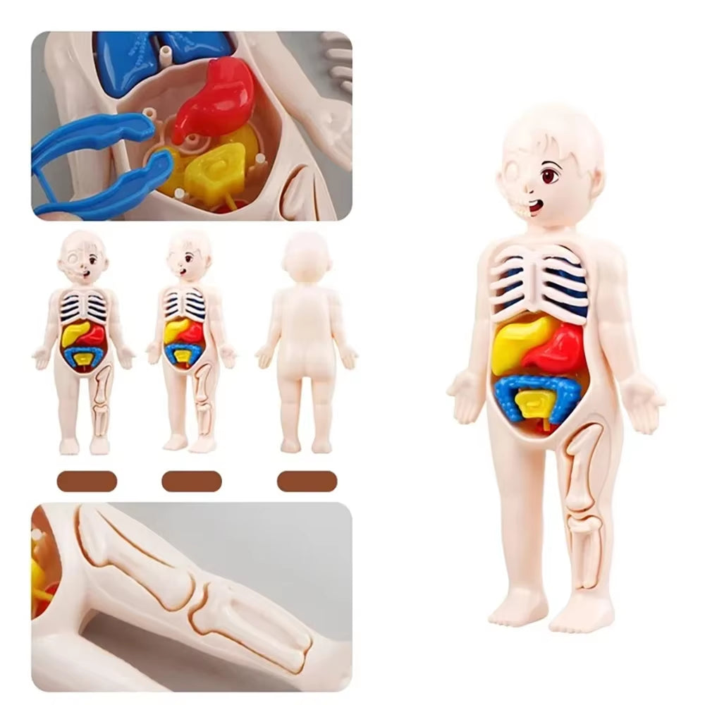 Jucărie Montessori – Model Anatomic Corp Uman pentru Copii